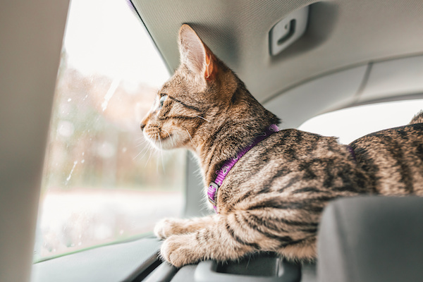 5 Tips for Safe and Comfortable Road Trips with Pets